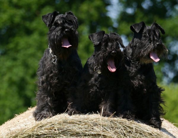 fotos de cães