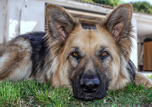 fotos de cães