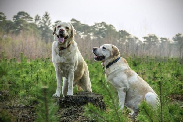 fotos de cães