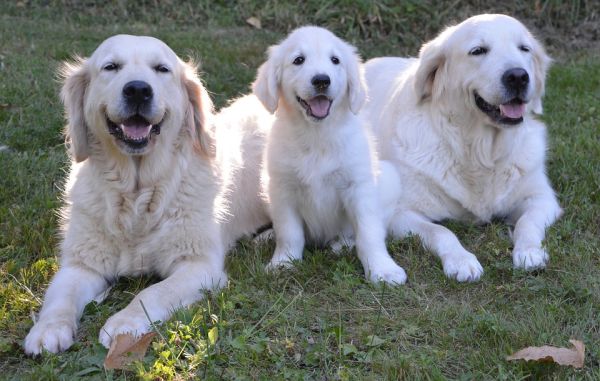 fotos de cães