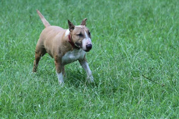 fotos de cães