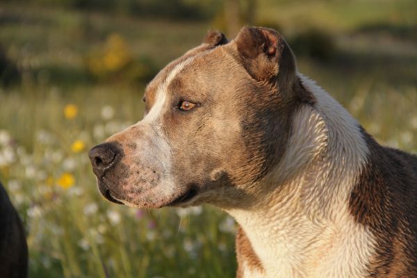 fotos de cães