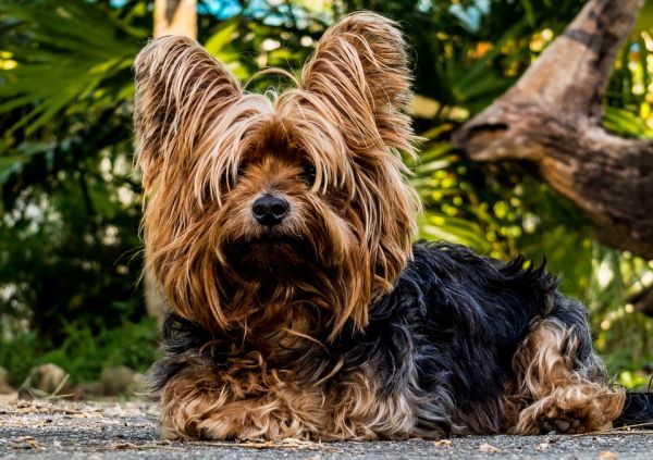 fotos de cães