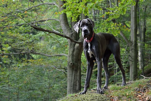 fotos de cães