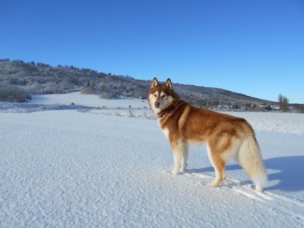 fotos de cães