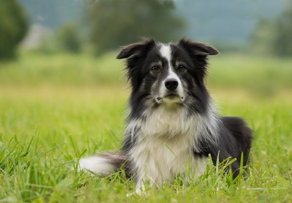 fotos de cães