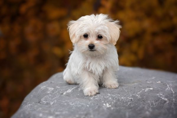 fotos de cães