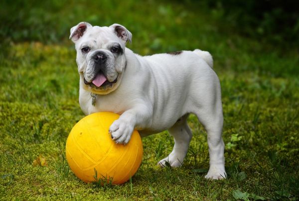 fotos de cães