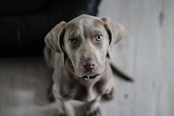 fotos de cães