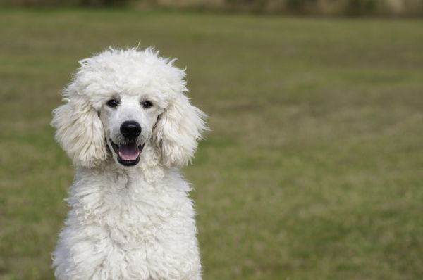 fotos de cães