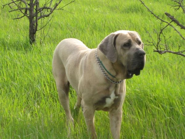 fotos de cães