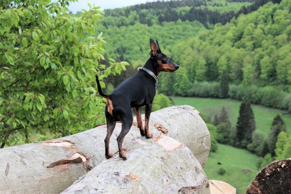 fotos de cães