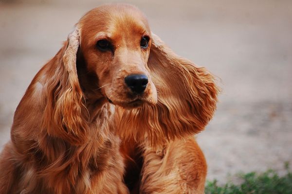 fotos de cães