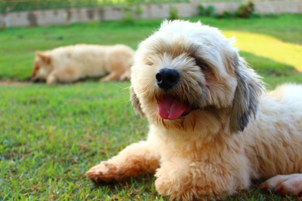 fotos de cães