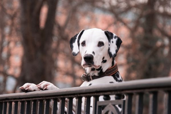 fotos de cães